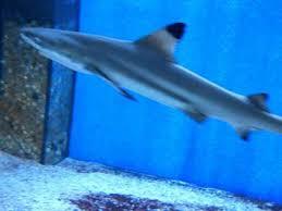 Oceanarium - Jastrzębia Góra